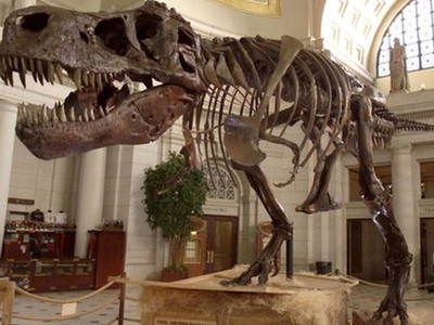 Khủng long bạo chúa hung bạo hơn ta nghĩ