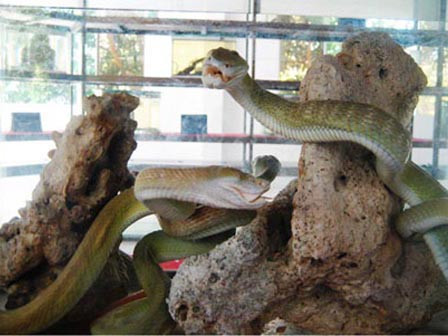 Giải mã sự thật về rắn hổ mây khổng lồ