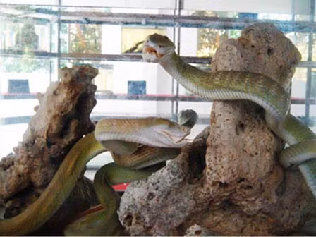 Giải mã sự thật về rắn hổ mây khổng lồ