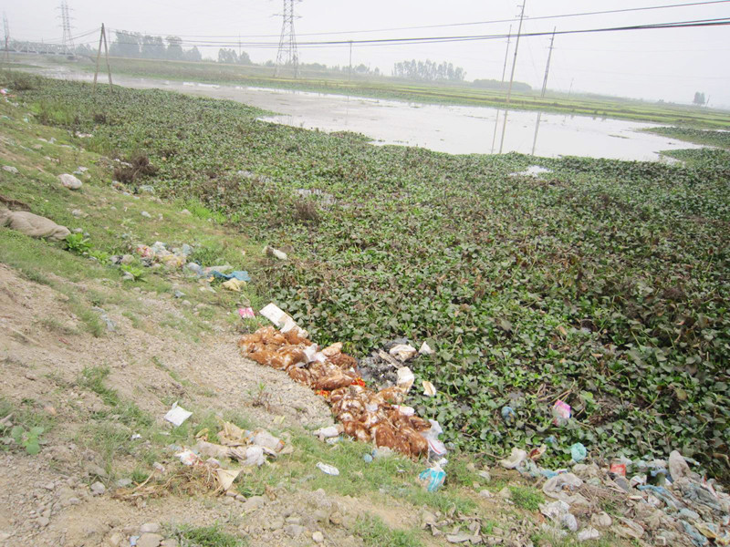 Gà chết đổ bên sông Thái dọc quốc lộ 48B đoạn qua xã Quỳnh Mỹ và Thị trấn Cầu Giát