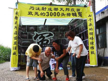 Tổ chức đám tang cho 3.000 con lợn