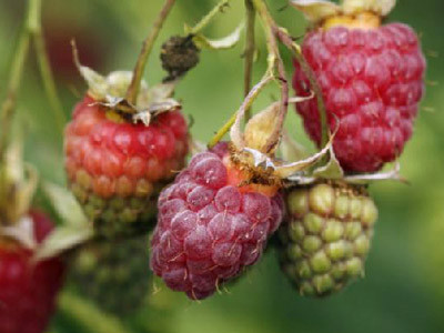 Đàn ông muốn có con, hãy ăn nhiều quả mâm xôi