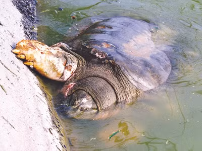 “Cụ” Rùa đang yếu đi từng ngày mà vẫn chưa có phương pháp chữa trị Ảnh: Xuân Phú
