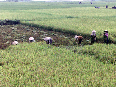 Nên thực hiện sở hữu toàn dân về đất đai nhưng làm rõ quyền của nhà nước và người dân