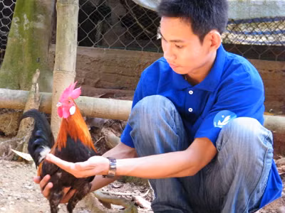 Võ Duy Nghĩa đang cho gà rừng ăn