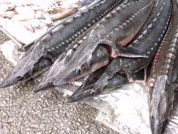 'Rửa' cá tầm nhập lậu từ Trung Quốc