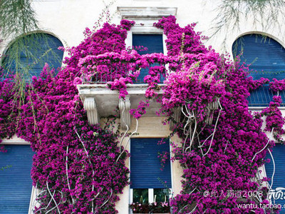 Ban công nở đầy hoa