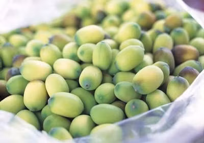 Dùng tâm sen lâu dài không tốt