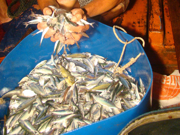 Săn cá nửa đêm