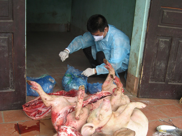 Lợn tai xanh thành ruốc, thịt chưng mắm tép