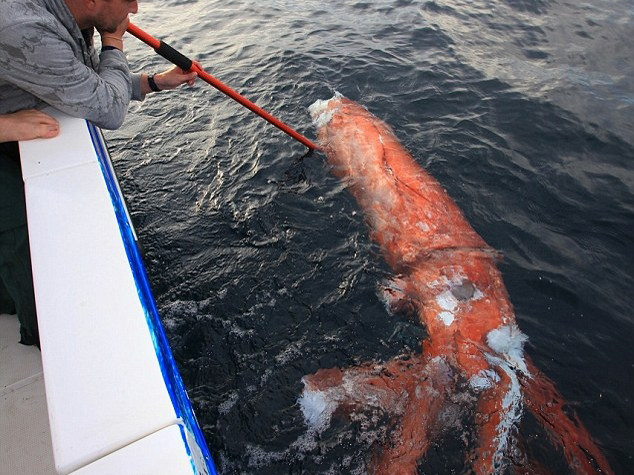 Mực khổng lồ dài bốn mét