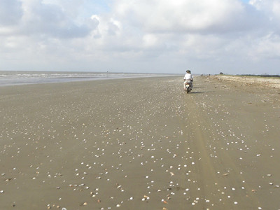 Nghêu chết trắng bãi biển