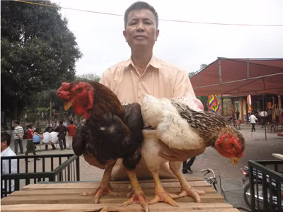 Từ hội gà Hồ
