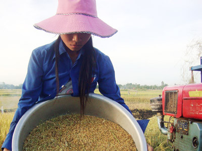 Cứu đói… giữa mùa gặt