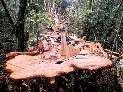 Lâm tặc lại phá rừng pơ mu