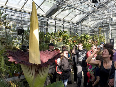 Ngắm 'hoa tử thi' khổng lồ 75 năm mới nở