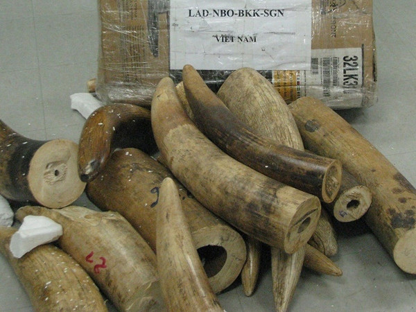 137 kg ngà voi tuồn lậu qua sân bay Tân Sơn Nhất