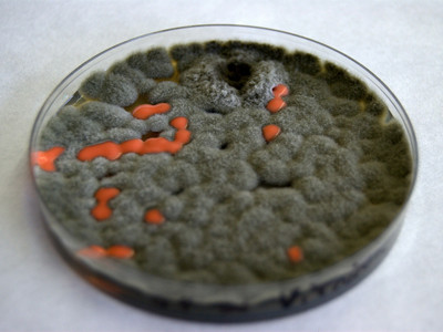 Vui nhộn đĩa Petri trên Google 31/5