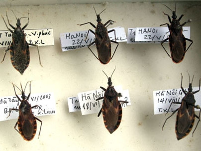 Bọ xít hút máu người có thể truyền bệnh