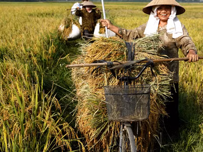 Nguyên Phó Thủ tướng: Không thể để người trồng lúa tiếp tục hy sinh