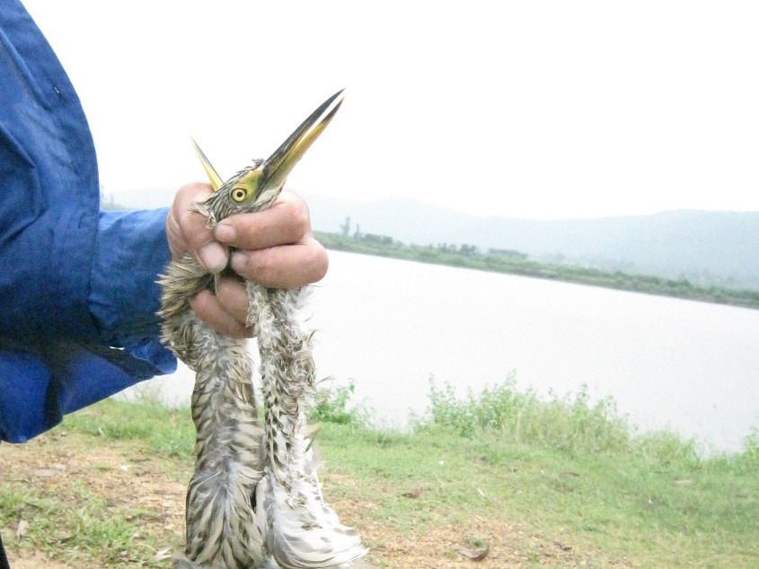 Tận diệt cò ở Hà Tĩnh