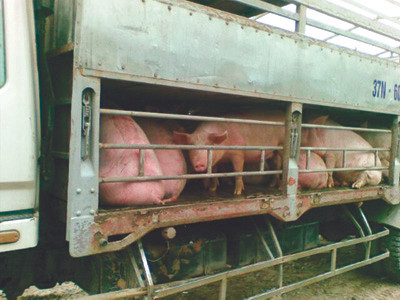 Gà thải loại, lợn siêu rẻ ồ ạt nhập lậu