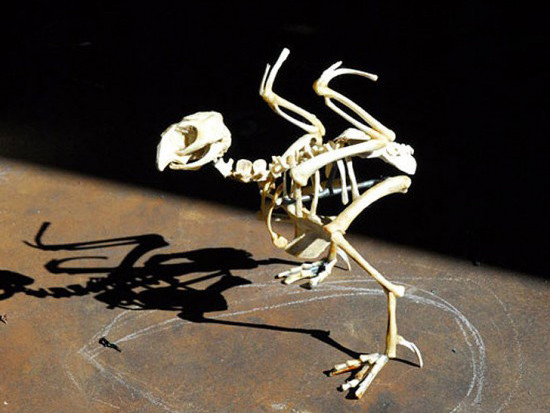 Những bức ảnh độc đáo từ xương gà