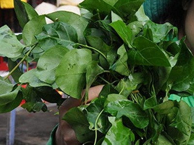 Chữa bệnh từ lá giang