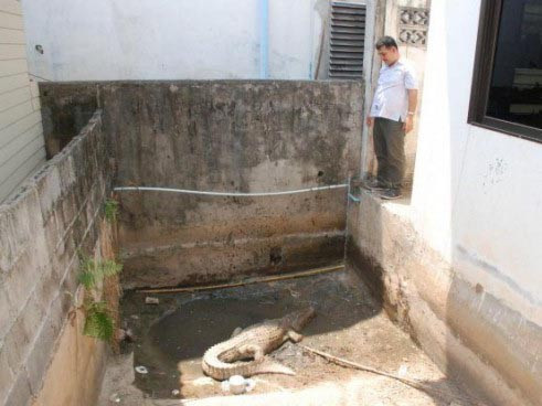 Ông Awirut Nathip nuôi cá sấu để trông nhà