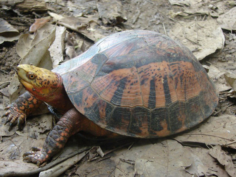 Thả về tự nhiên hai con rùa hộp trán vàng