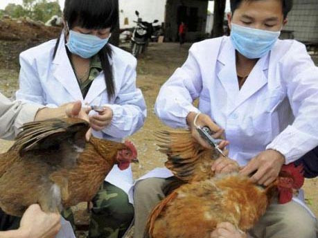 Tiêm phòng cúm cho gia cầm ở Trung Quốc