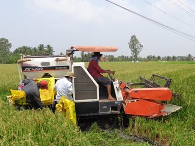 Tiêu hủy toàn bộ đồng 'lúa lạ' gốc Trung Quốc trồng trái phép