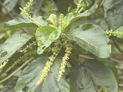 Rau mọi (lộc mại) chữa táo bón