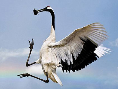 Những loài chim quý nguy cơ tuyệt chủng