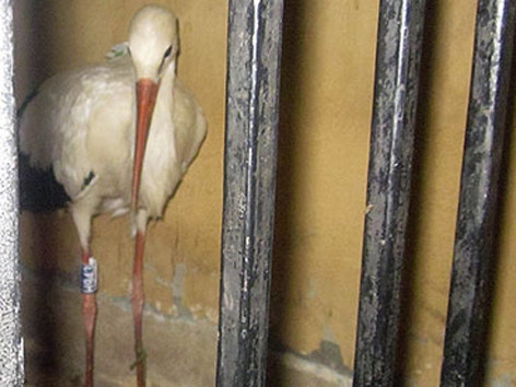 Nhiều động vật bị nghi nhầm là gián điệp