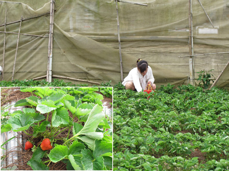Trồng dâu tây ở thành phố sương mù