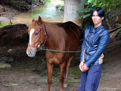 Bắt nhóm trộm ngựa táo tợn