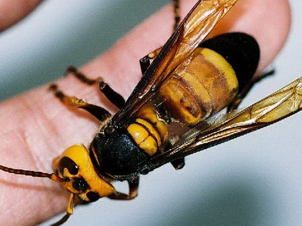 'Ong quái vật' đốt 41 người tử vong