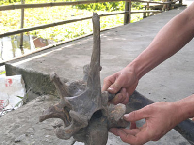 Phát hiện bộ xương động vật lạ