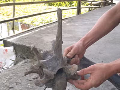 Phát hiện bộ xương động vật lạ