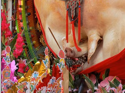 Đặc sắc lễ hội Lợn béo ở Đài Loan