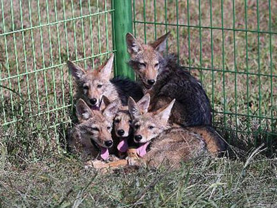 Nhân bản vô tính thành công chó sói Bắc Mỹ