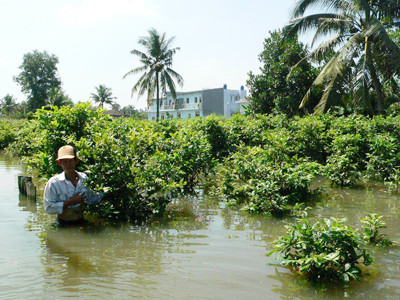 Triều cường sẽ phá kỷ lục 1,6m