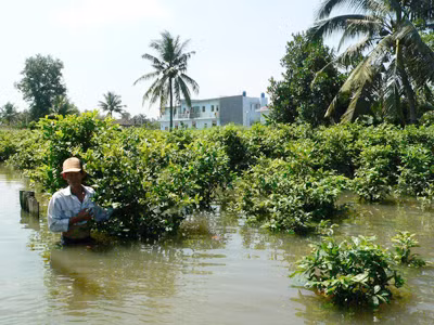 Triều cường sẽ phá kỷ lục 1,6m