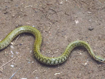 Rắn 'thần' động cả huyện