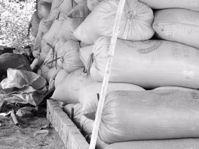 Ngân hàng cho vay thu mua tạm trữ lúa gạo