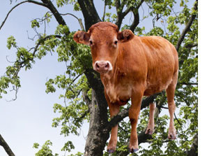 Giải cứu bê mắc kẹt trên cành cây