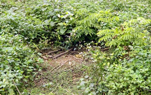 Ai bán cây sưa Vườn Quốc gia Cúc Phương giá 600 triệu?