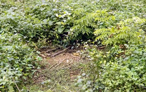 Ai bán cây sưa Vườn Quốc gia Cúc Phương giá 600 triệu?