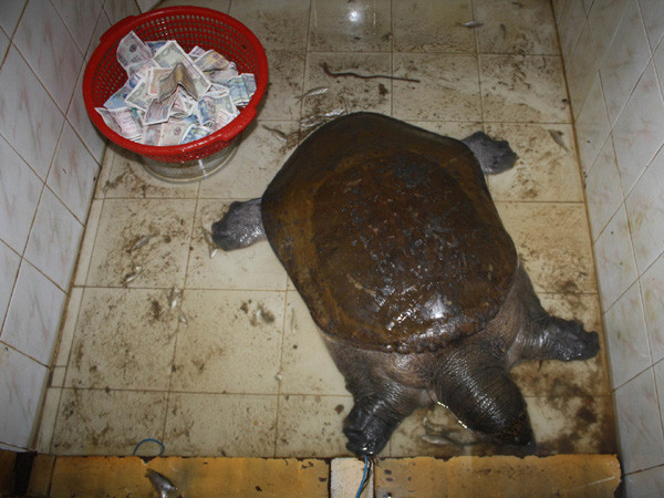 Người bán ba ba quý có thể bị phạt tiền